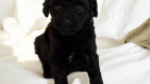 Orijinal Toy Poodle Siyah yavru - Dişi